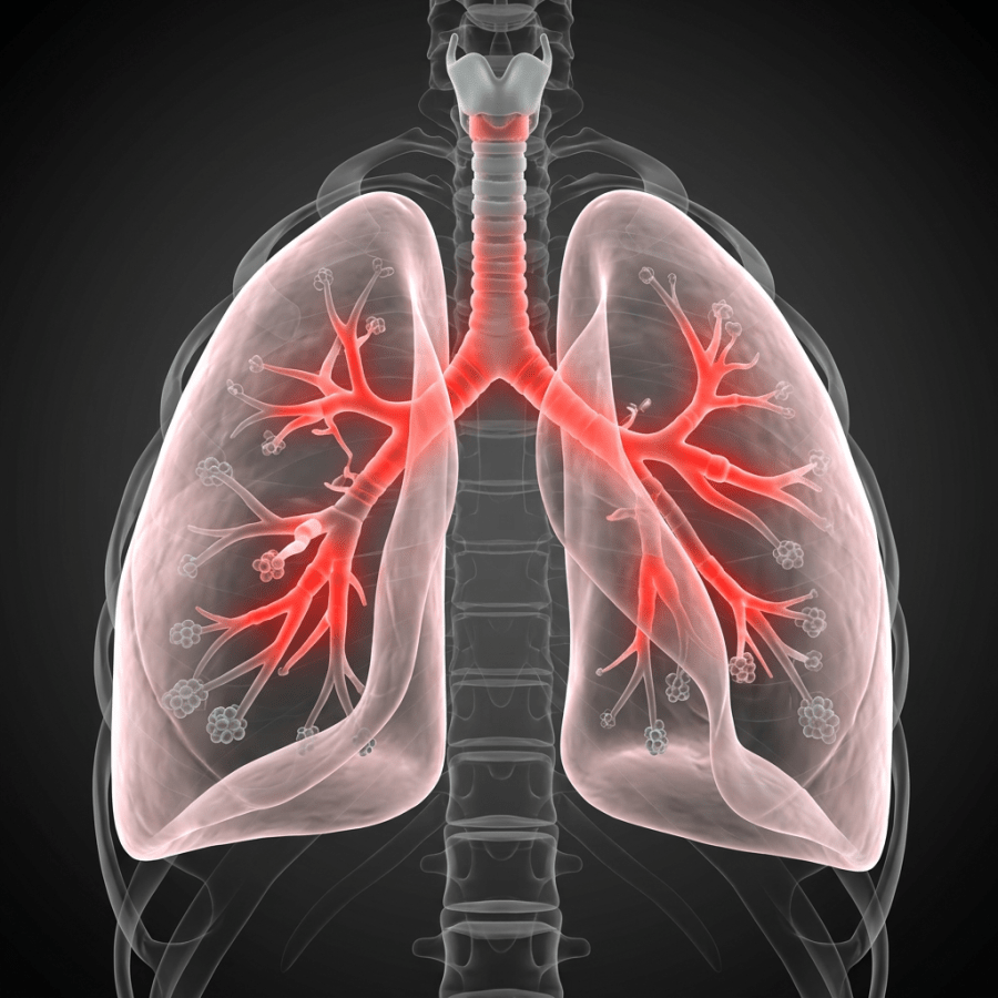 Human lungs with highlighted bronchial tubes and alveoli in a 3D anatomical view
