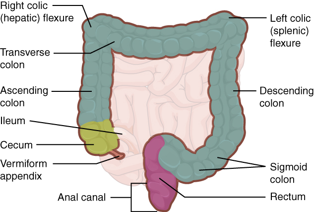 Labelled diagram of the large intestine showing the cecum, ascending, transverse, descending and sigmoid colon, and the rectum